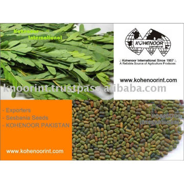 SESBANIA SEEDS ( Kohenoor International PAKISTAN)